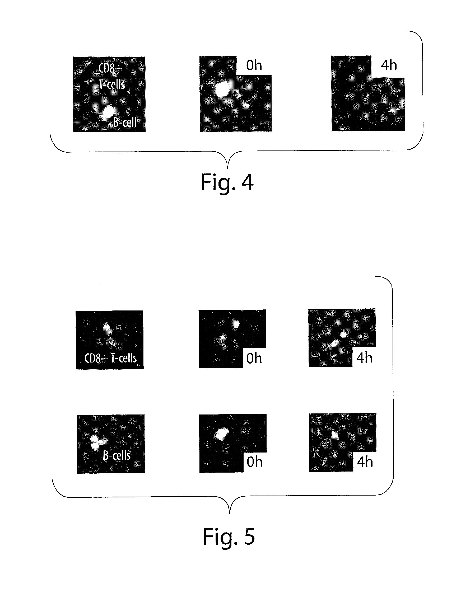 Compositions And Methods For Assessing Cytotoxicity Of Single Cells