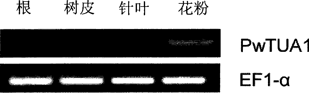 Protein related to pollen germination and/or pollen tube growth, coding gene and use thereof