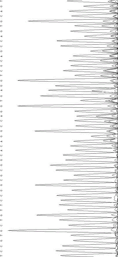 Method of knocking out spinal muscular atrophy SMN genes and cell model