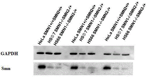 Method of knocking out spinal muscular atrophy SMN genes and cell model