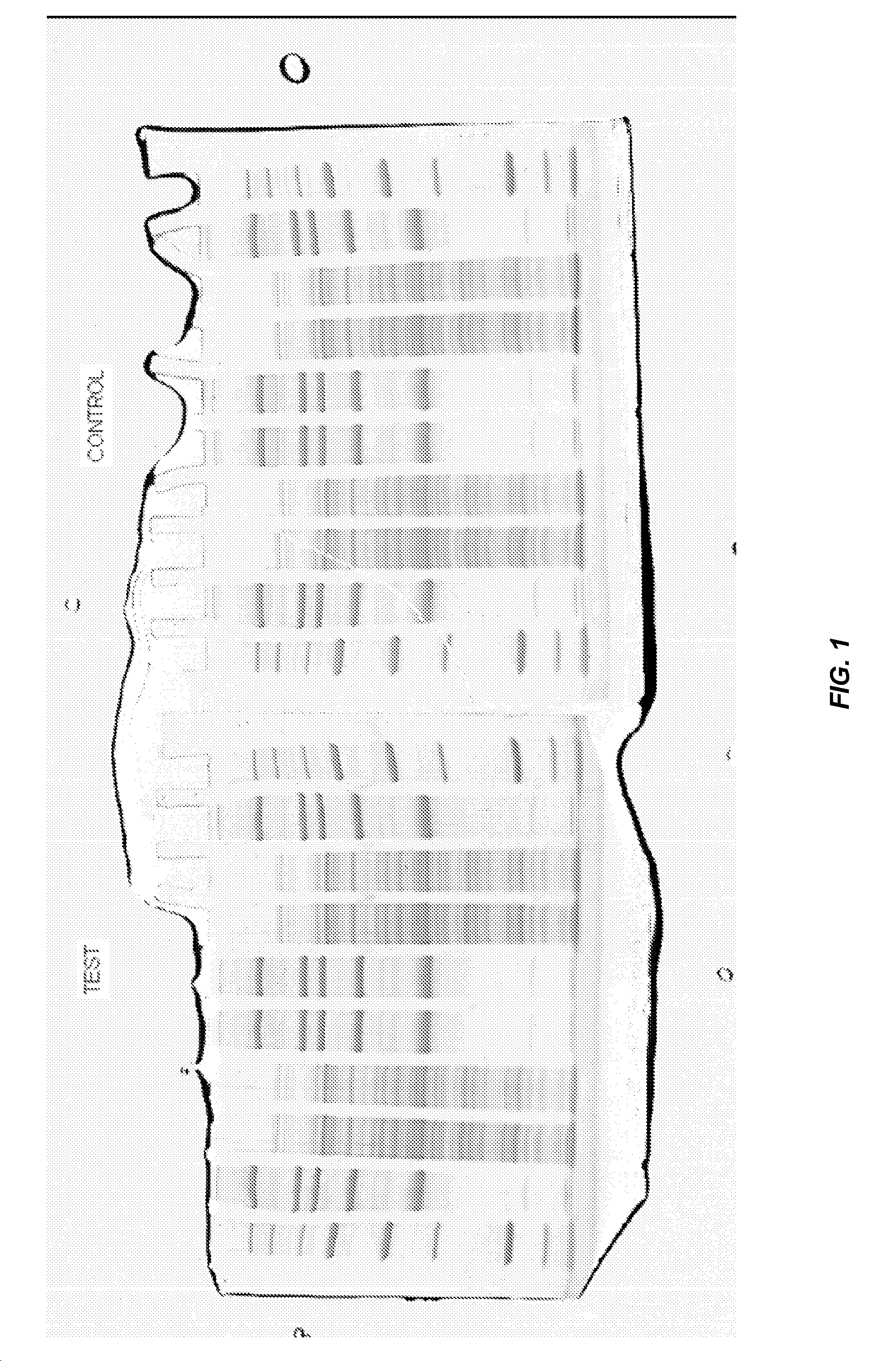 Polyacrylamide electrophoresis gels with protection against oxygen exposure