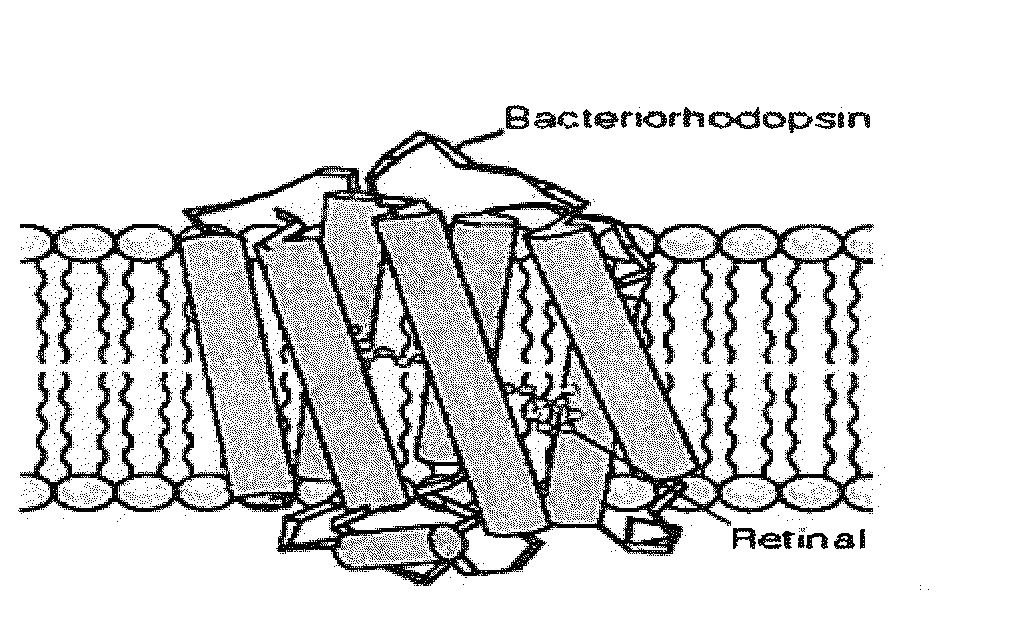 System and method for electronic sensing of biomolecules