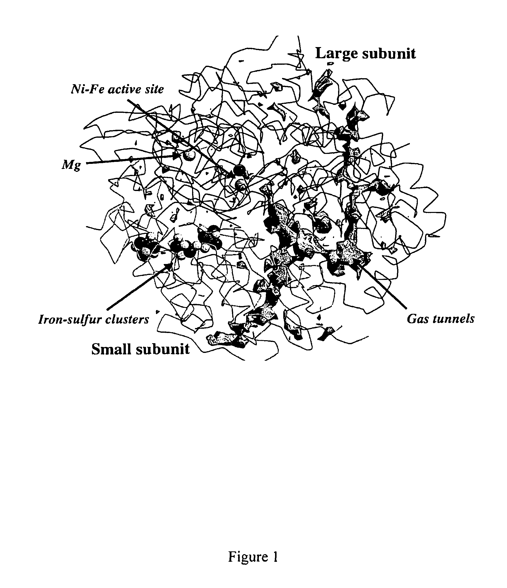 [NiFe]-hydrogenases having an improved resistance to dioxygen, process for obtaining them and their applications