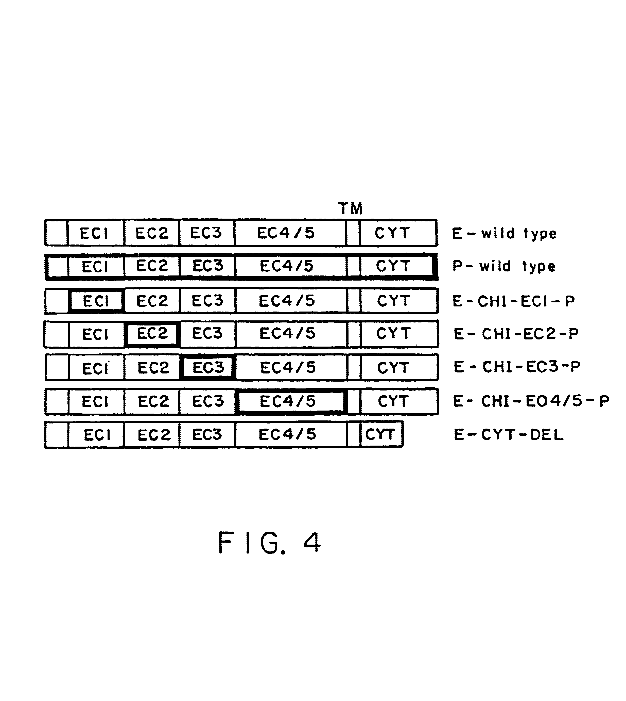 Methods and compositions for modulating heterotypic E-cadherin interactions with T lymphocytes