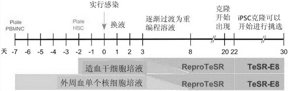 Method for implementing strong vivo transplantation of human induced pluripotent stem cell-derived hemopoietic stem progenitor cells