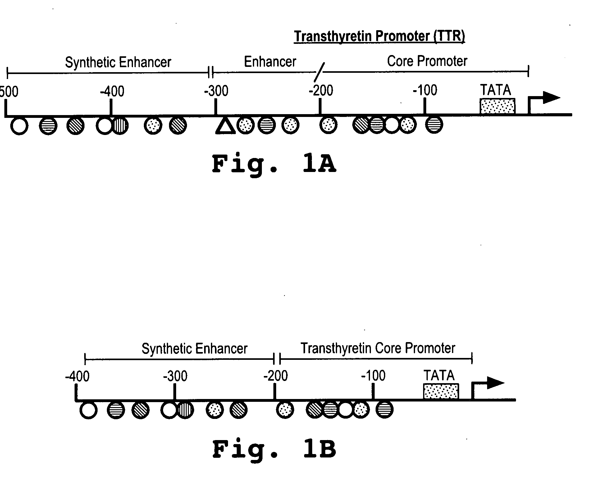 Minigene expression cassette