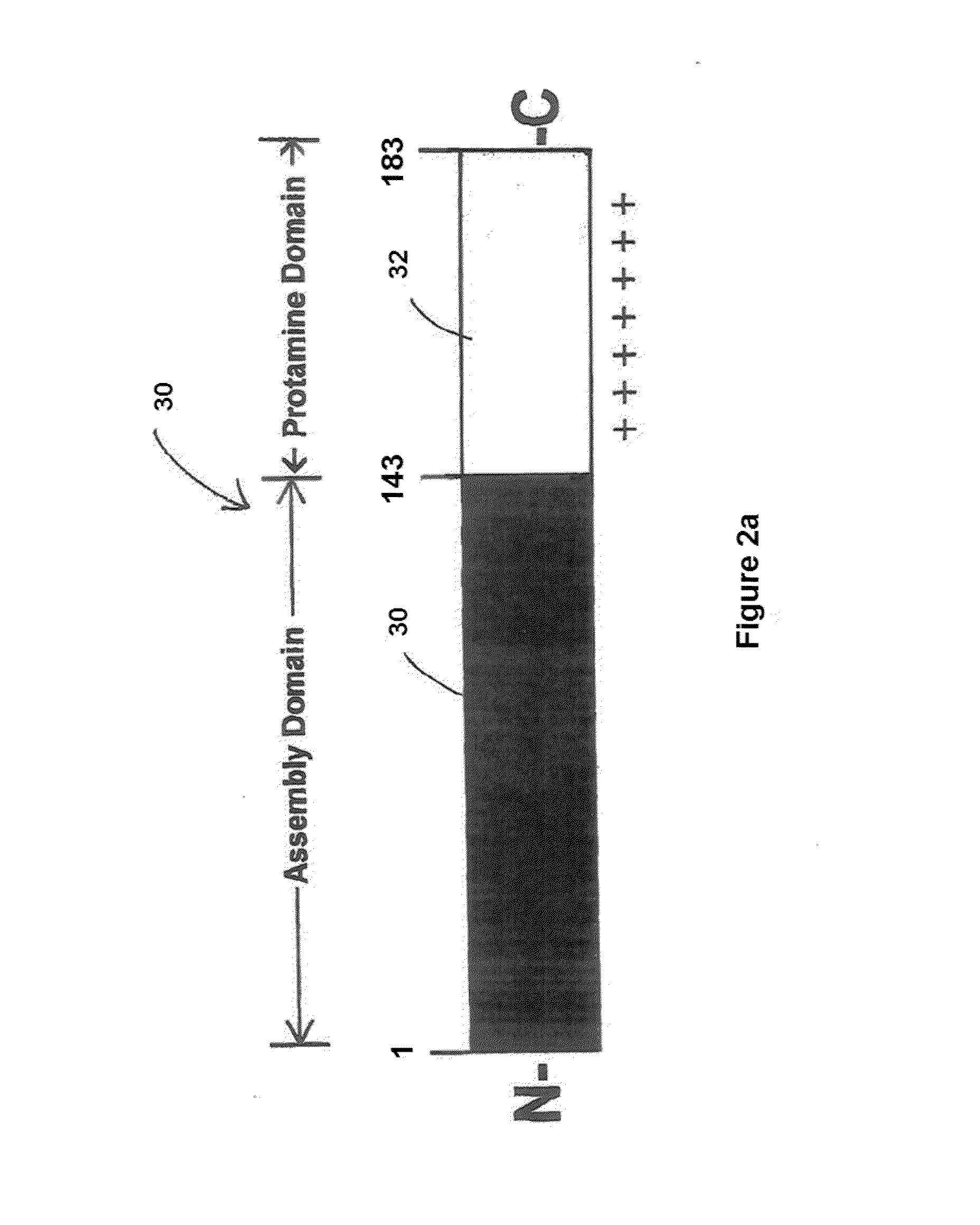 Antigenic compositions and use of same in the targeted delivery of nucleic acids