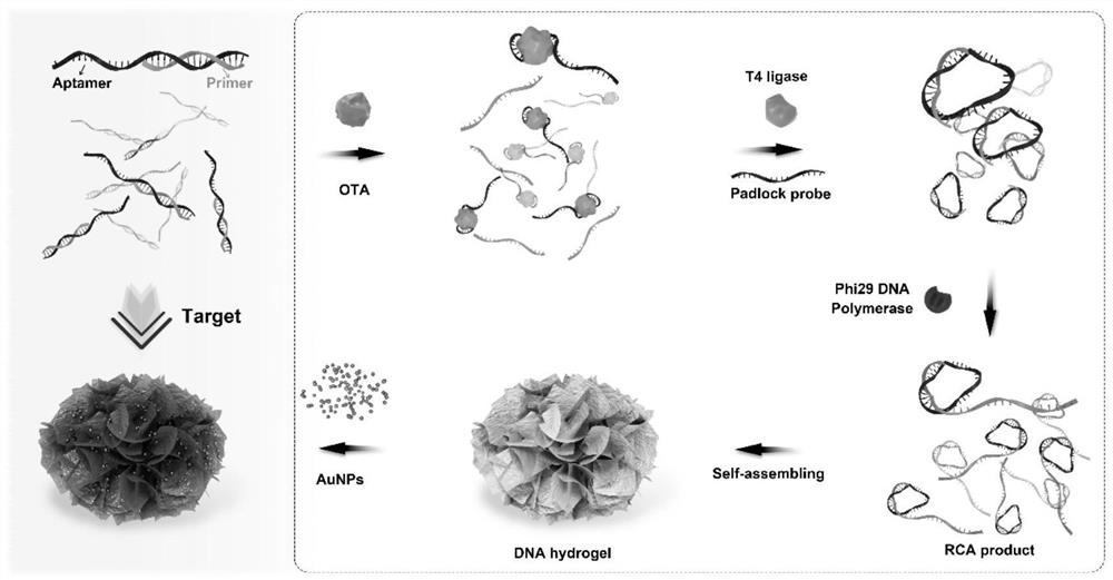 Aptamer sensor for self-assembly of DNA hydrogel based on rolling circle amplification product and application of aptamer sensor