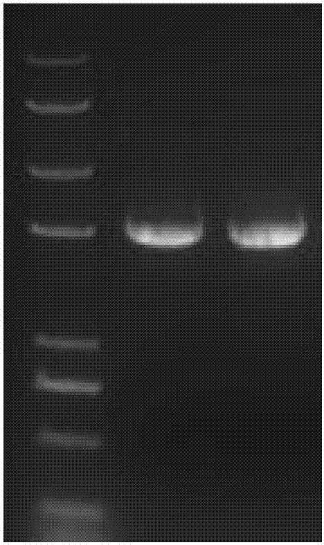 ALS (Acetolactate Synthetase) mutant type gene of japonica rice as well as protein and application thereof