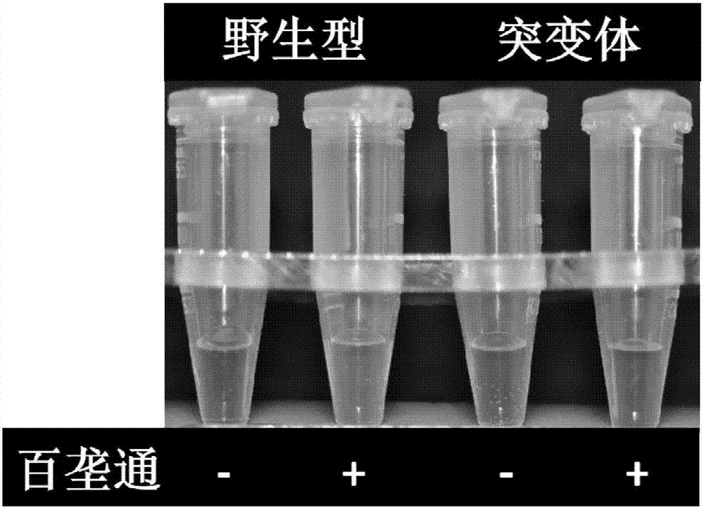 ALS (Acetolactate Synthetase) mutant type gene of japonica rice as well as protein and application thereof