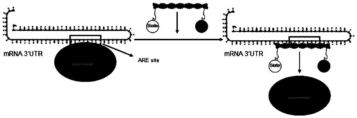 A kind of polypeptide hip-13 that can antagonize the rna binding activity of hur protein and its application