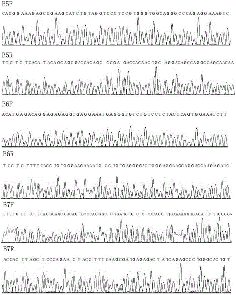 Human leucocyte antigen genotyping method and reagent thereof