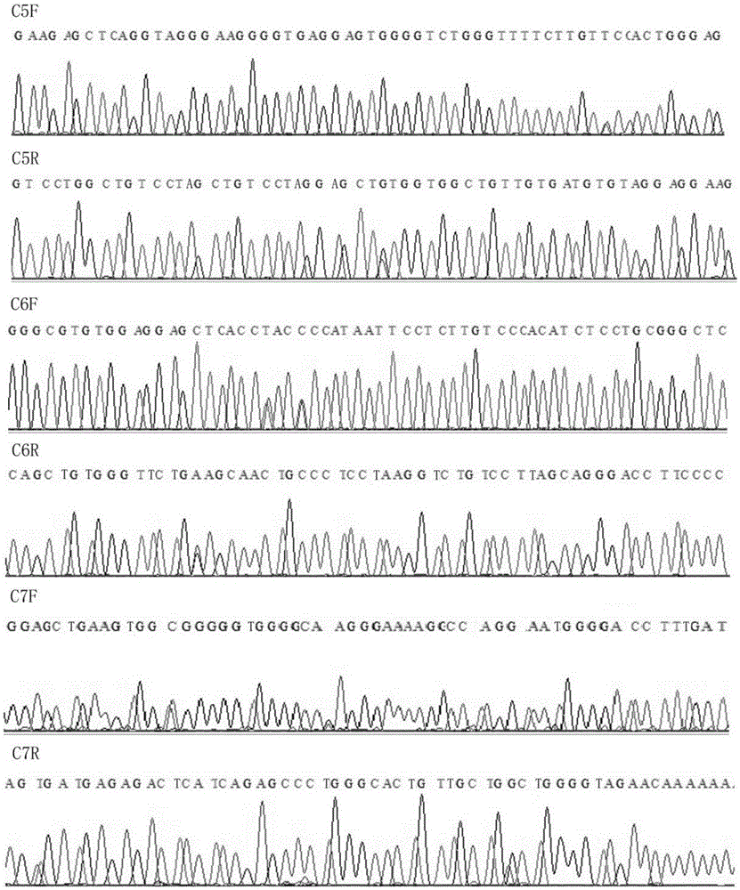 Human leucocyte antigen genotyping method and reagent thereof