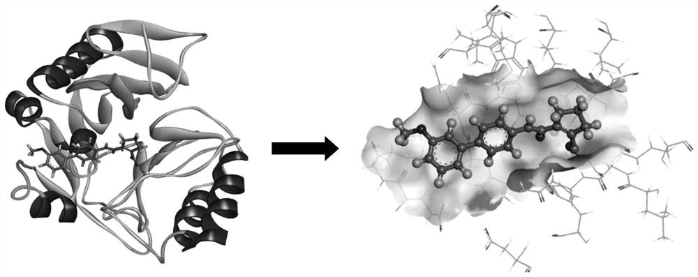 New application of Vidofludimus as NDM-1 inhibitor or antibiotic protective agent