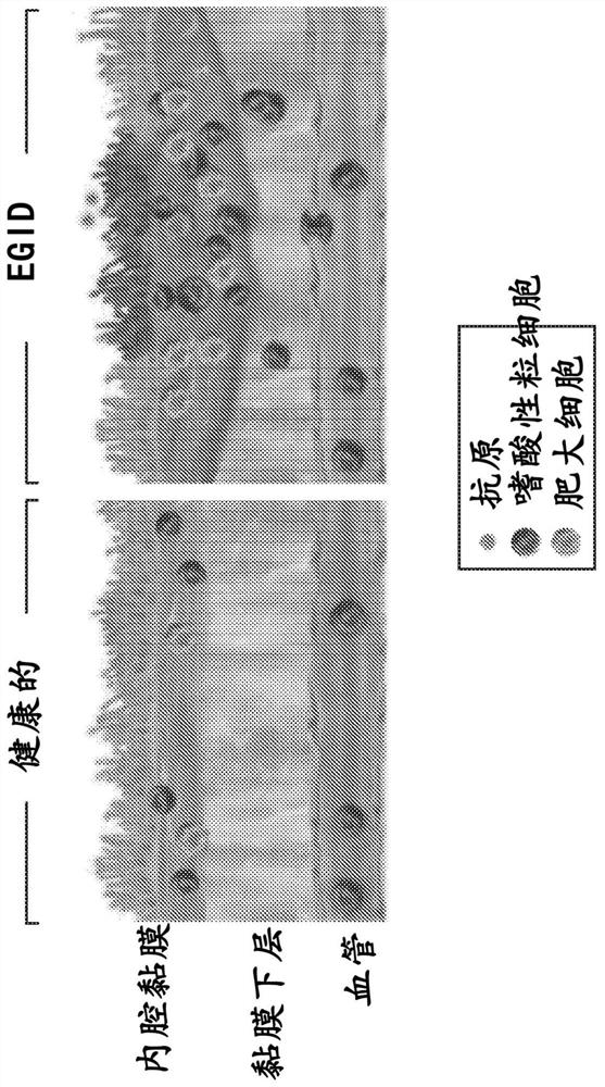 Methods and compositions for treating mast cell gastritis, mast cell esophagitis, mast cell enteritis, mast cell duodenitis, and/or mast cell gastroenteritis