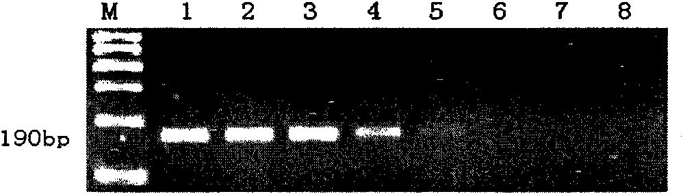 Cladosporium cucumerinum assay kit and detection method thereof