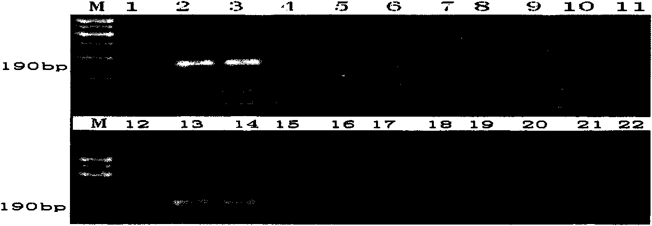 Cladosporium cucumerinum assay kit and detection method thereof