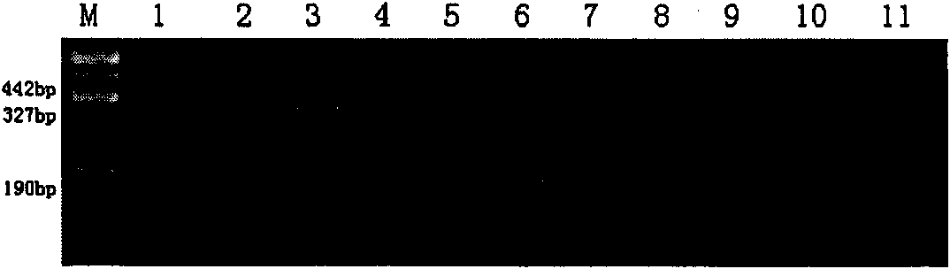 Cladosporium cucumerinum assay kit and detection method thereof