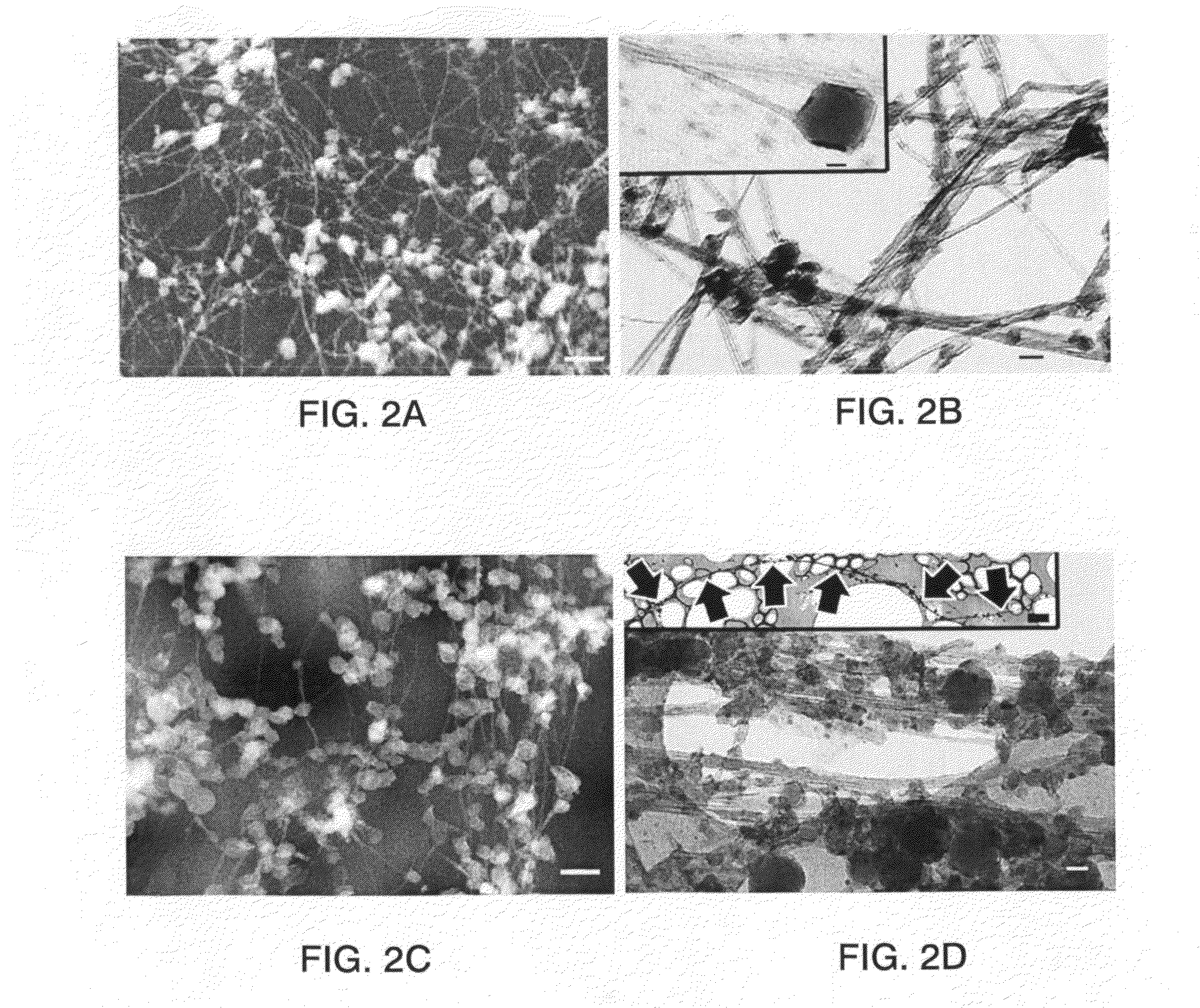 Boron nitride nanotubes