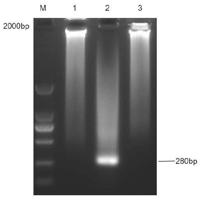 Human mycoplasma detection system based on RPA-CRISPR/Cas12a and application thereof