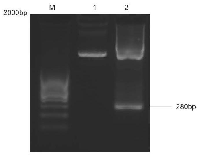 Human mycoplasma detection system based on RPA-CRISPR/Cas12a and application thereof