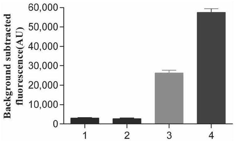 Human mycoplasma detection system based on RPA-CRISPR/Cas12a and application thereof