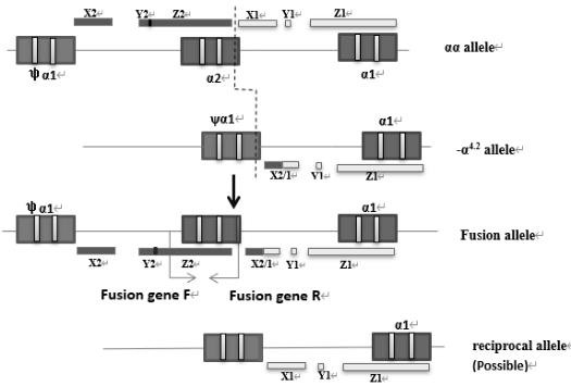 Alpha-thalassemia related gene detection kit