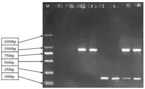 Alpha-thalassemia related gene detection kit