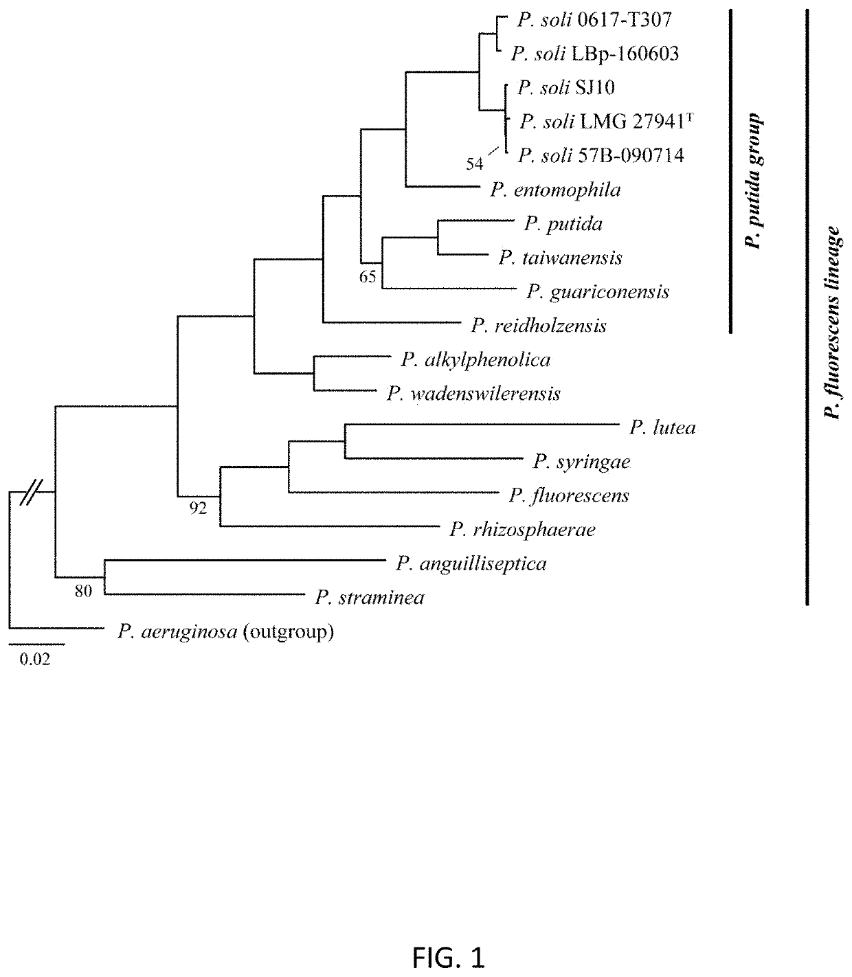 Pseudomonas strains and their metabolites to control plant diseases