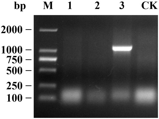 Infective cloning vector of rape mosaic virus as well as construction method and application of infectious cloning vector