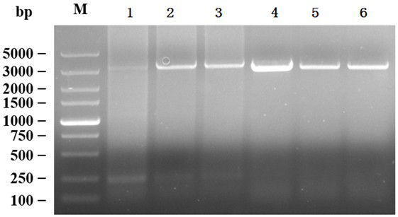 Infective cloning vector of rape mosaic virus as well as construction method and application of infectious cloning vector