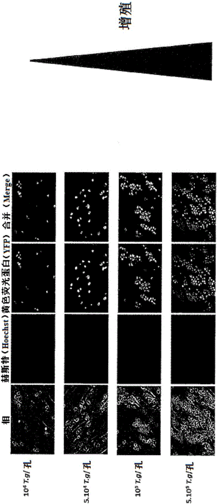 Oral anti-parasitic composition