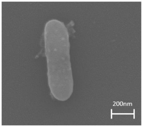 Geobacteraceae sulferreducens Geo-LYY strain for dehalogenation of halogenated organic compounds and dye decoloration and application thereof