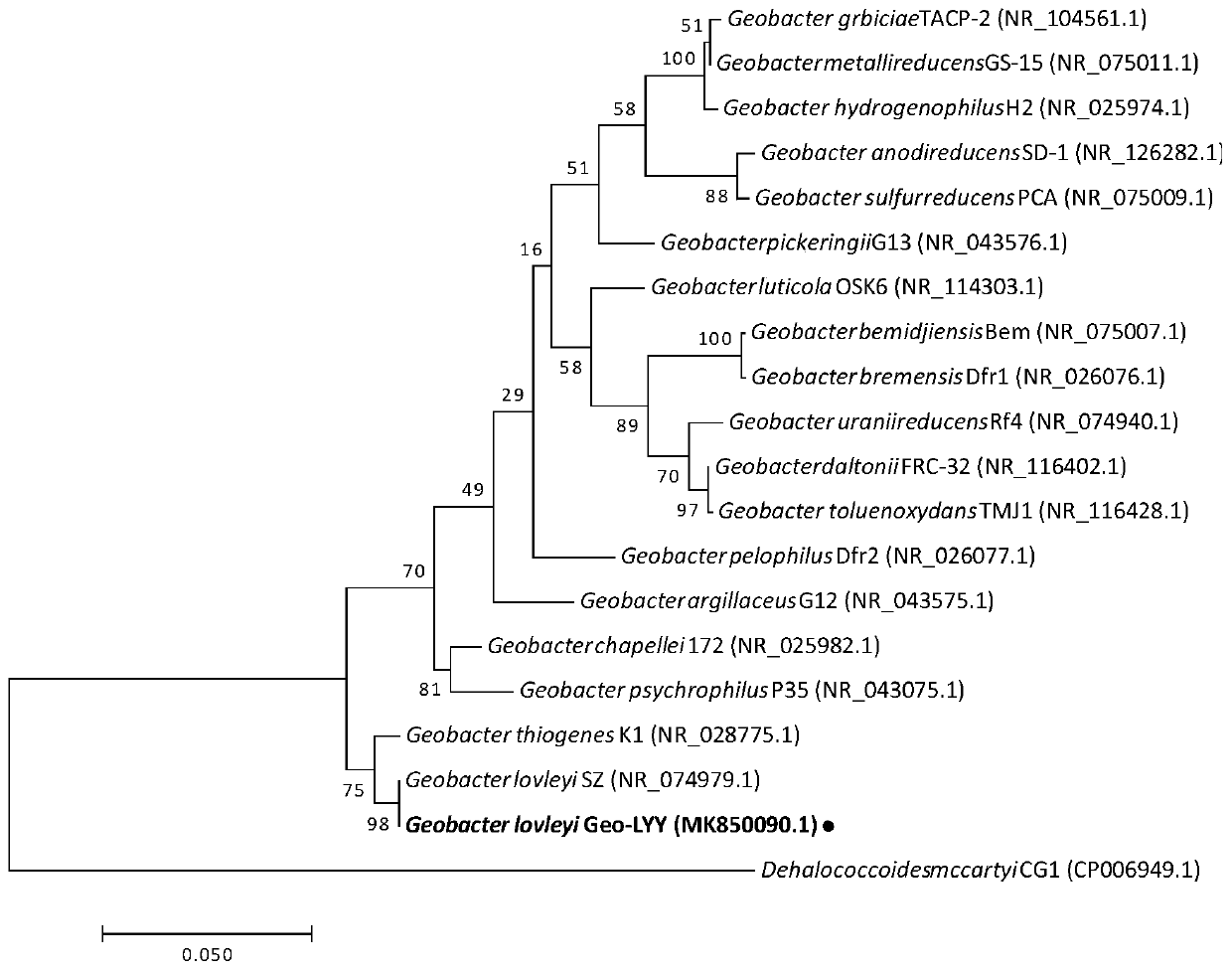 Geobacteraceae sulferreducens Geo-LYY strain for dehalogenation of halogenated organic compounds and dye decoloration and application thereof