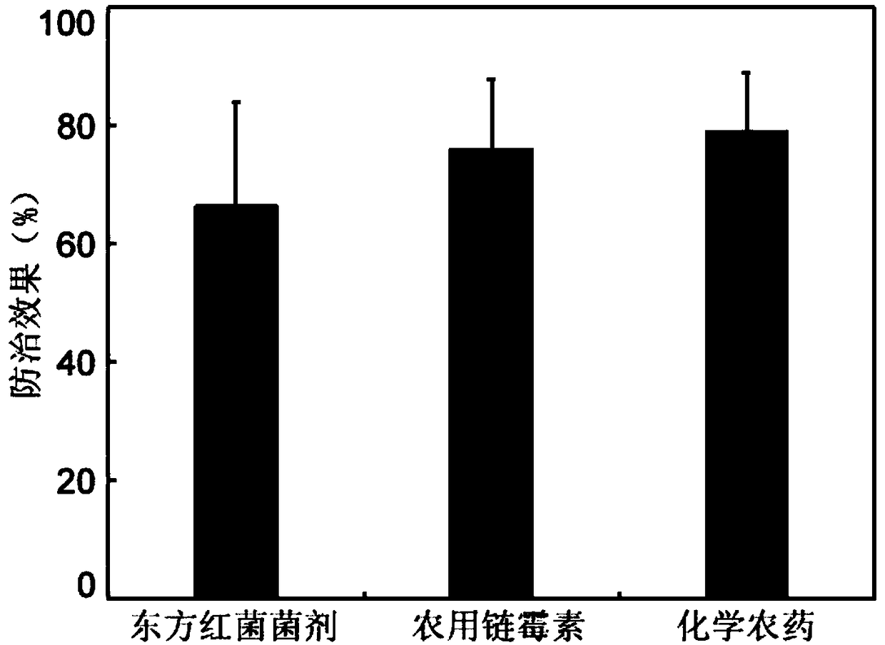 Rhodobiumorientis strain, rhodobiumorientis fungicide and application of rhodobiumorientis strain and rhodobiumorientis fungicide