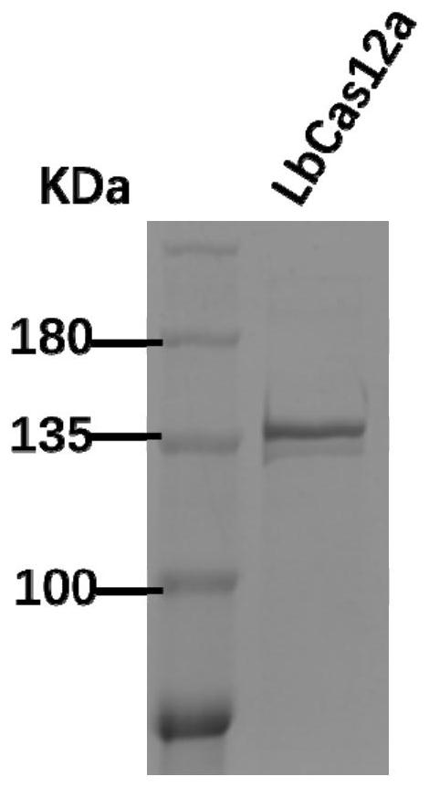 CRISPR-Cas12a detection primer set and its application for tularensis