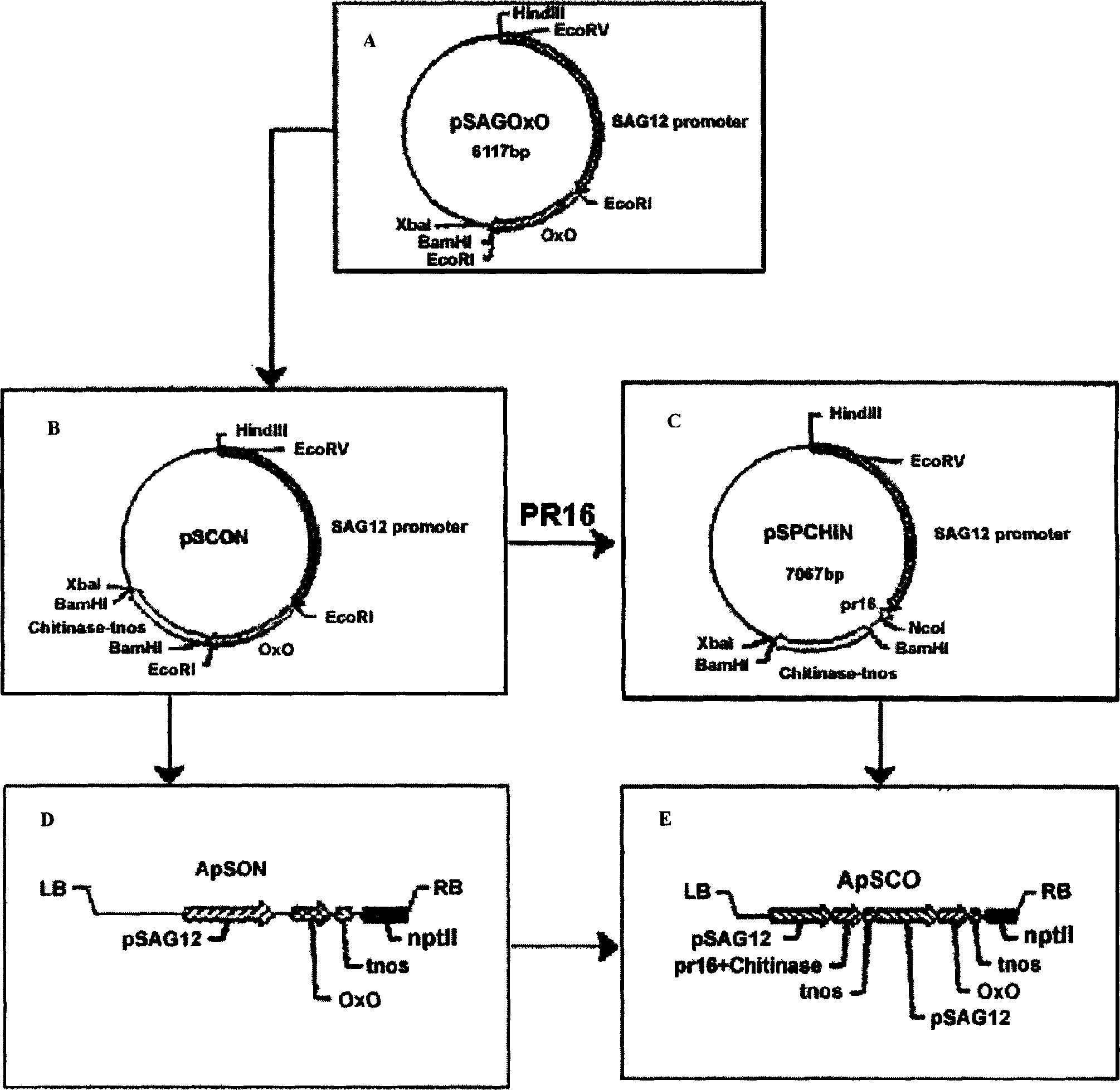 Method for vreeding transgenic antifungal rape with specificities of dual genes being expresses