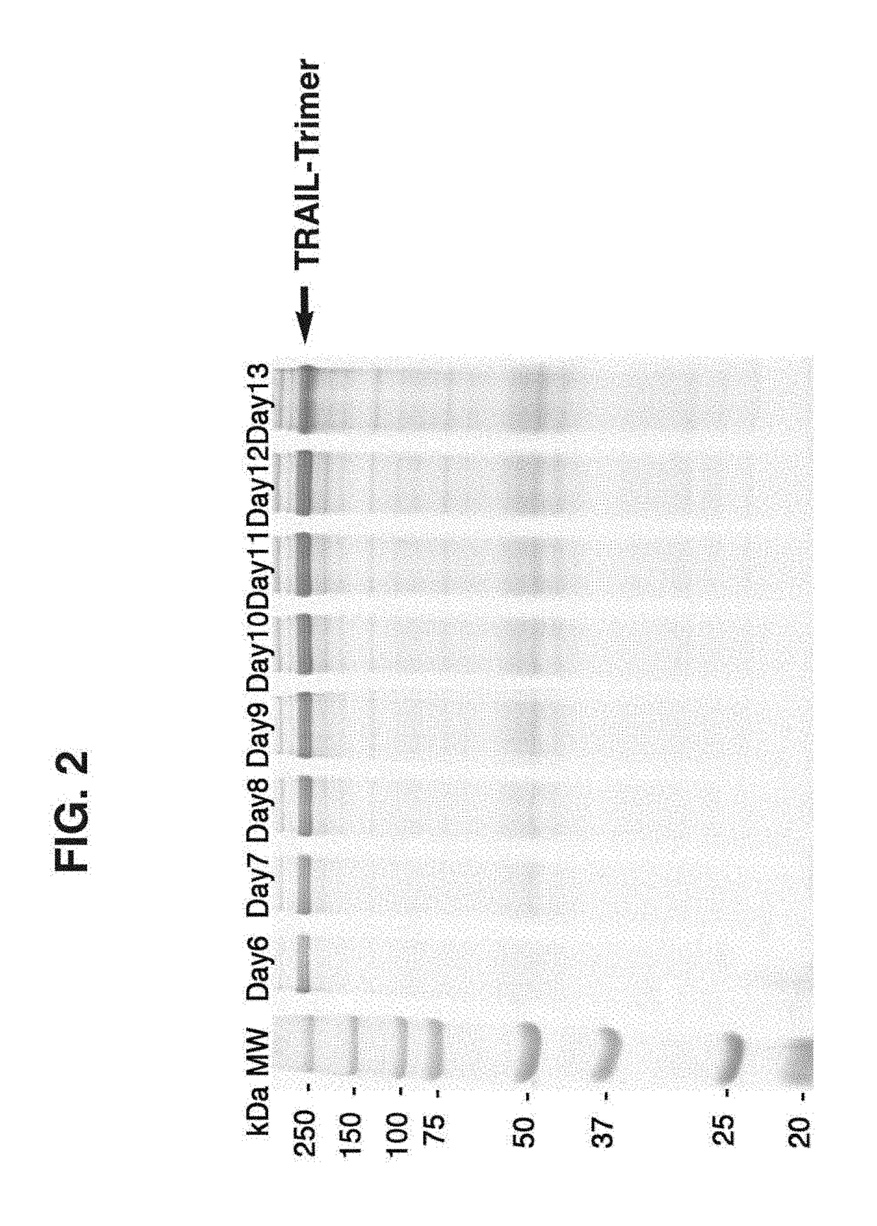 Method and Compositions for Producing Disulfide-Linked Trimeric TNF Family of Cytokines and Their Use