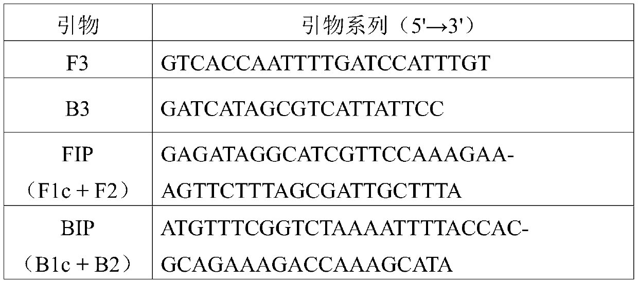 Primer sets for detecting mecA gene of methicillin-resistant staphylococcus aureus