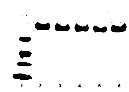 Pegylated interferon injection and preparation method thereof