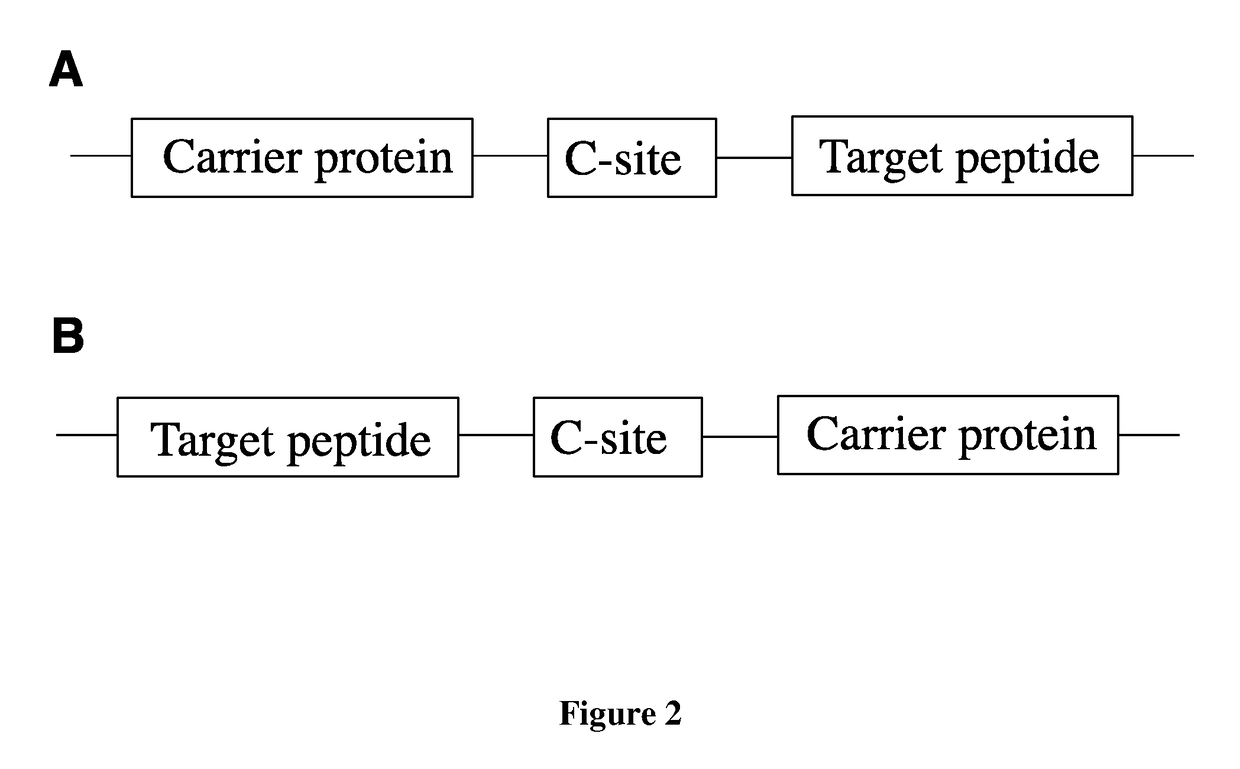 Fusion proteins of superfolder green fluorescent protein and use thereof