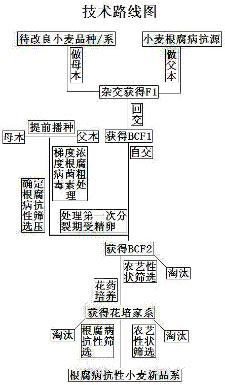 Breeding method for rapidly screening resistant varieties of wheat root rot by using root rot fungus crude toxin