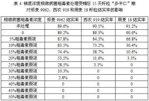 Breeding method for rapidly screening resistant varieties of wheat root rot by using root rot fungus crude toxin