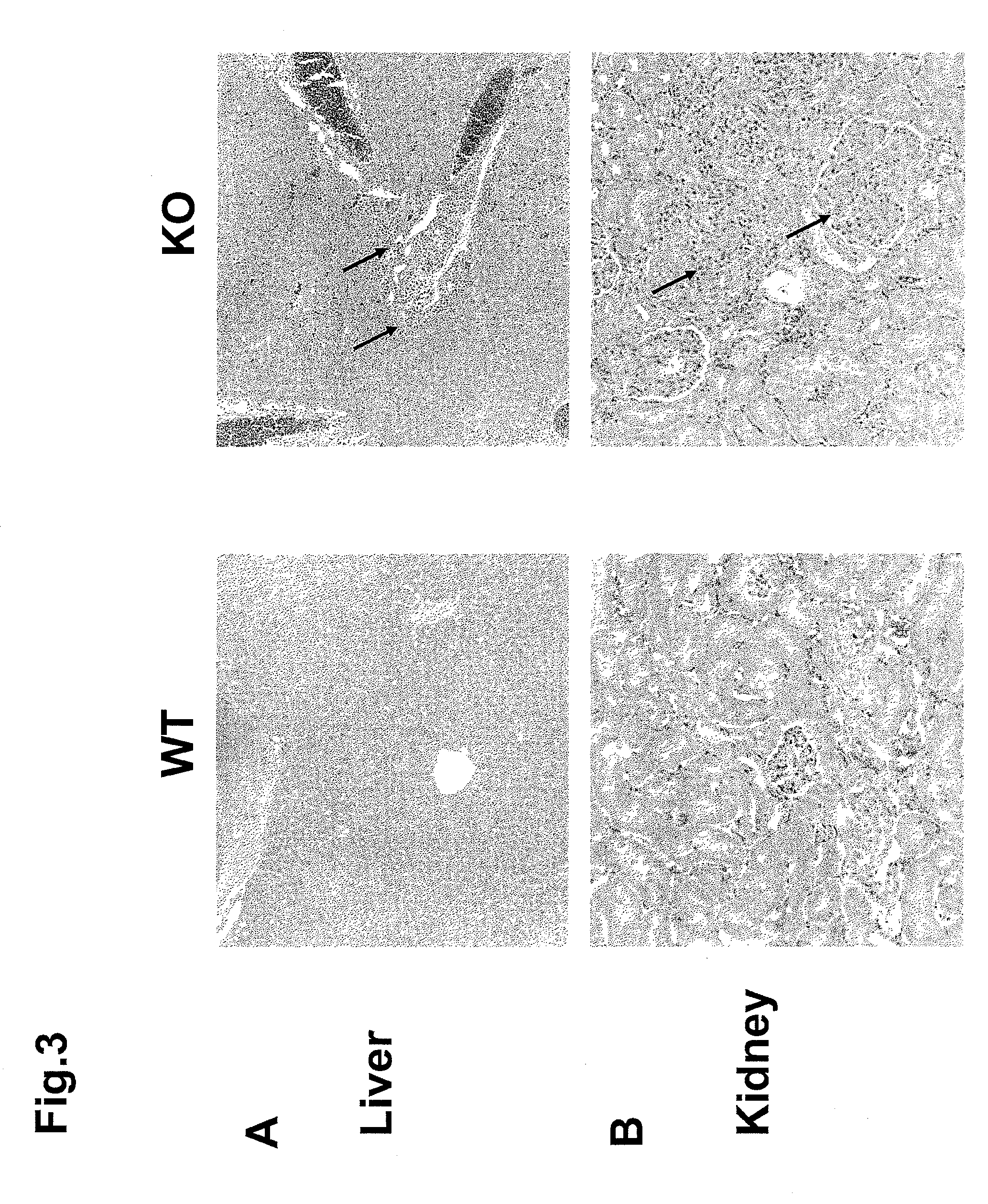 Modulating immune system development and function through microrna mir-146