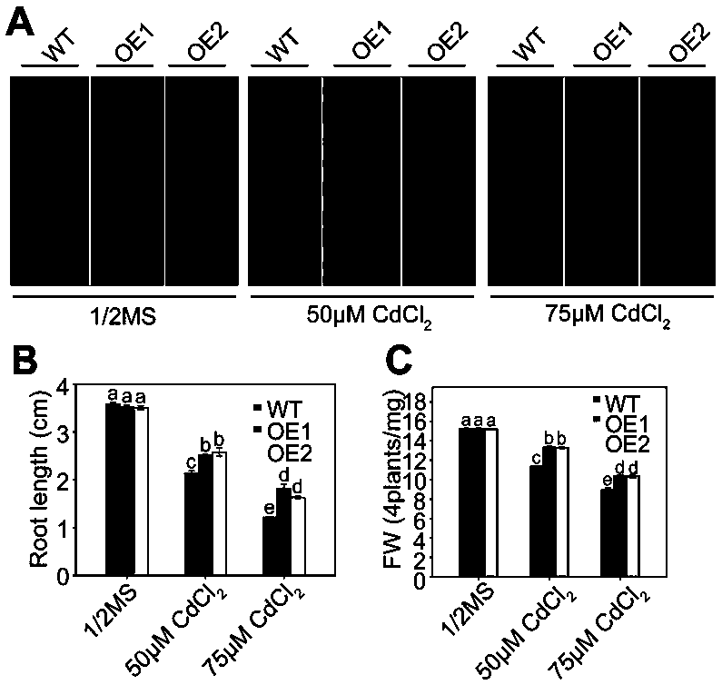 Gene for improving cadmium accumulation and tolerance of plant, and application thereof