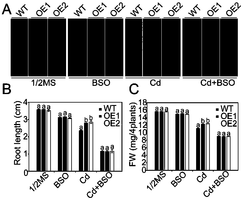 Gene for improving cadmium accumulation and tolerance of plant, and application thereof