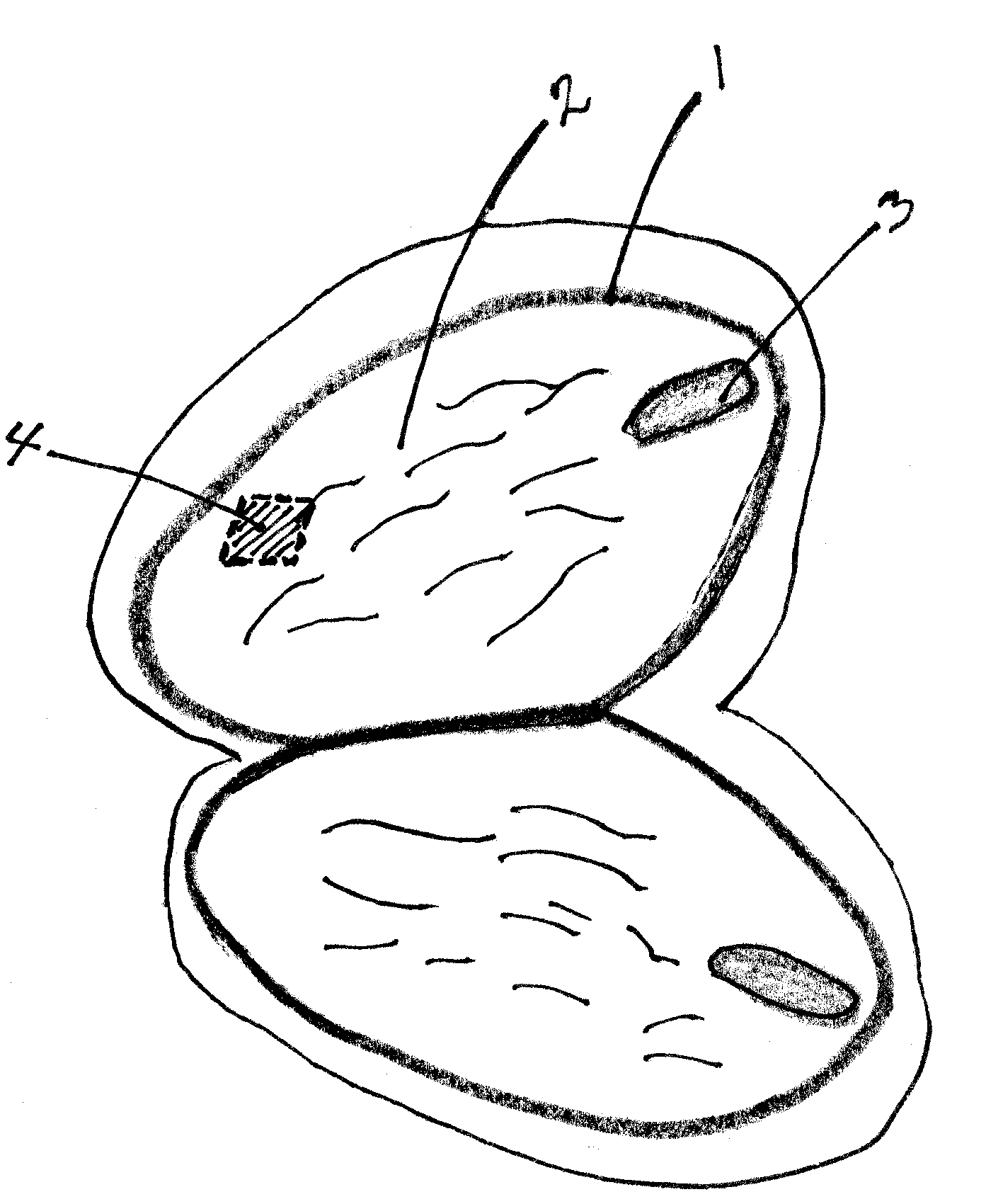 Tissue culture medium for Macadamia and Theobroma cacao