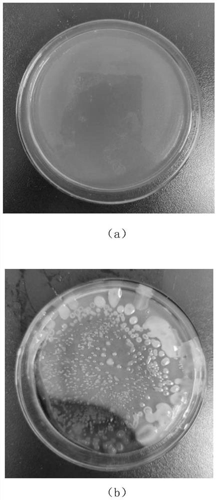 Compound preservative, preparation method and application thereof, blood glucose quality control liquid containing compound preservative, and preparation method and application of blood glucose quality control liquid