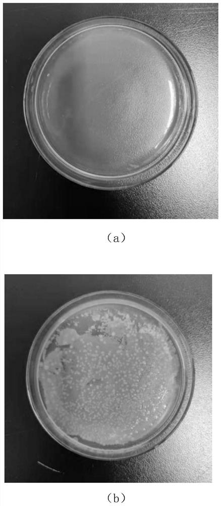 Compound preservative, preparation method and application thereof, blood glucose quality control liquid containing compound preservative, and preparation method and application of blood glucose quality control liquid