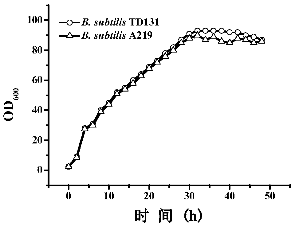 A high-yielding pyrimidine nucleoside strain and its carbamoyl phosphate synthase regulatory site